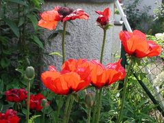 Mohn - finale furioso