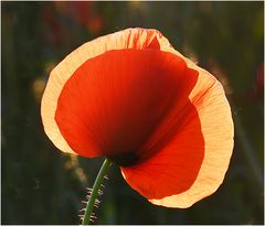 Mohn-Finale (Petrus fand, es reicht)