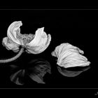 Mohn- fine art