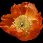 Mohn-Finsternis ...