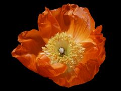 Mohn-Finsternis ...