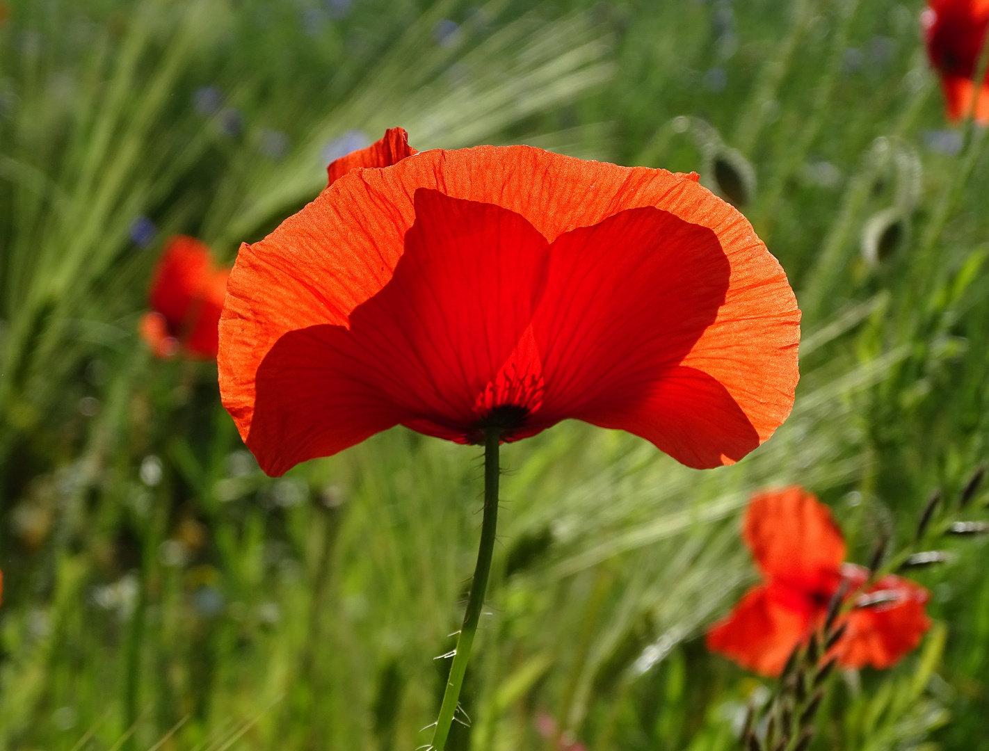 MOHN - FLAMENCO