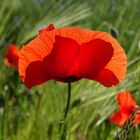 MOHN - FLAMENCO