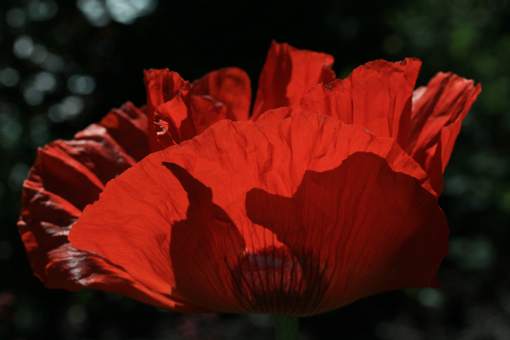 Mohn flammend