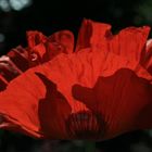 Mohn flammend