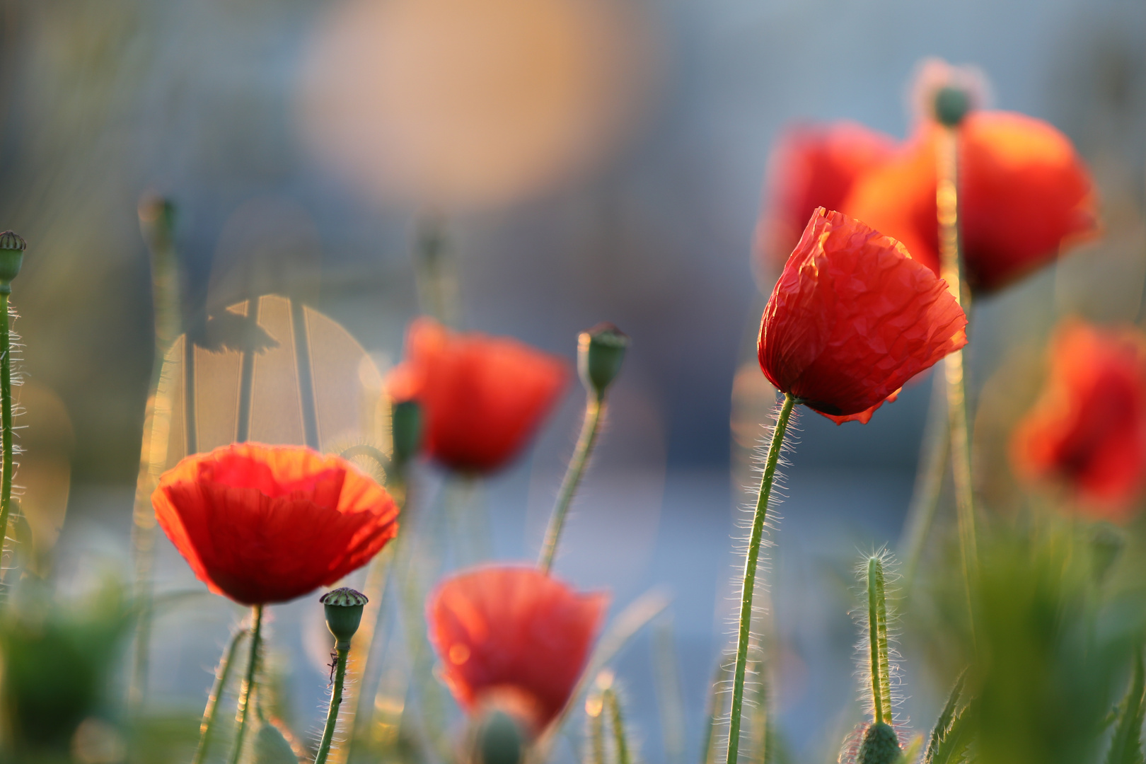 Mohn-Flare