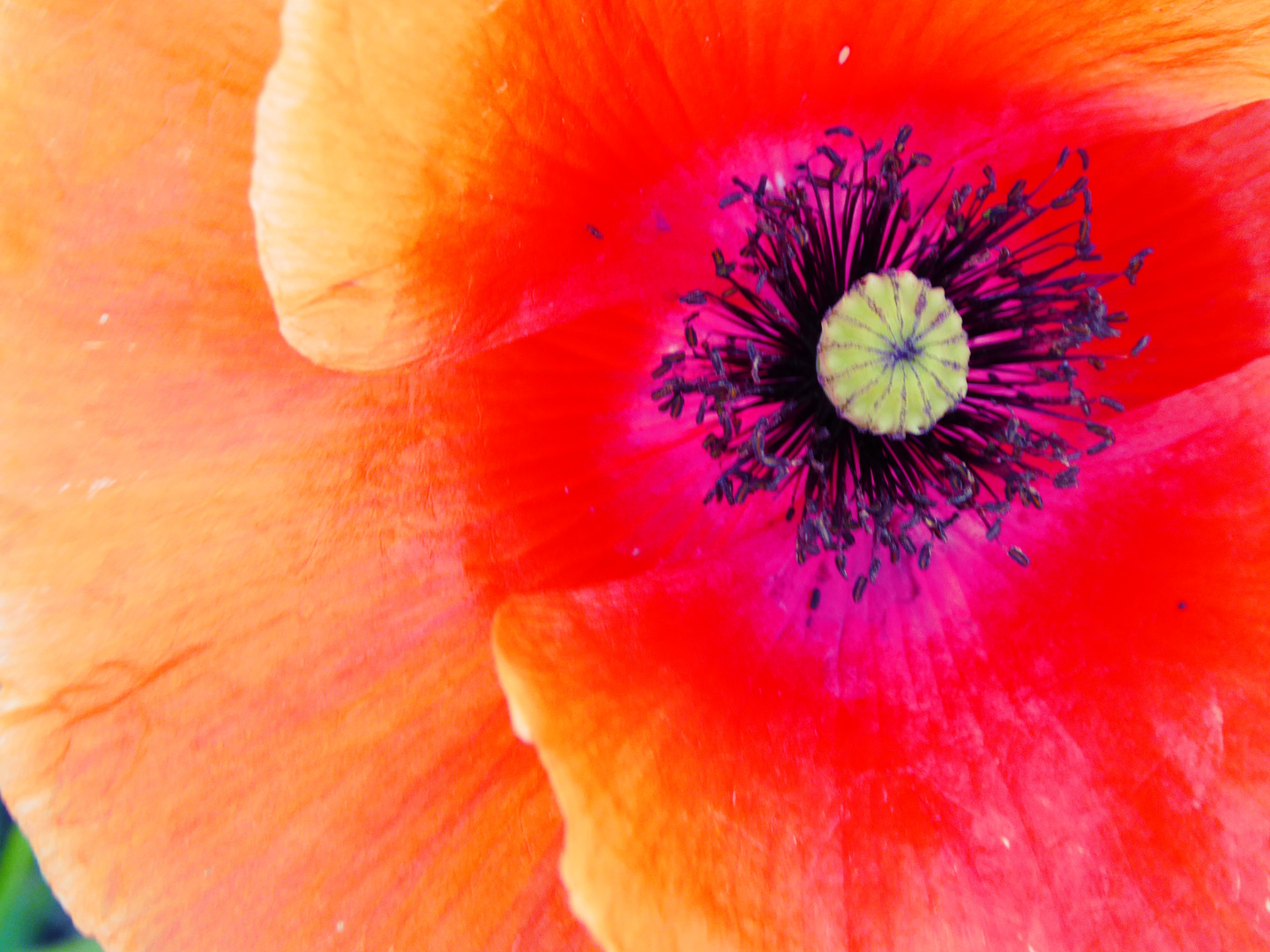 Mohn Flash