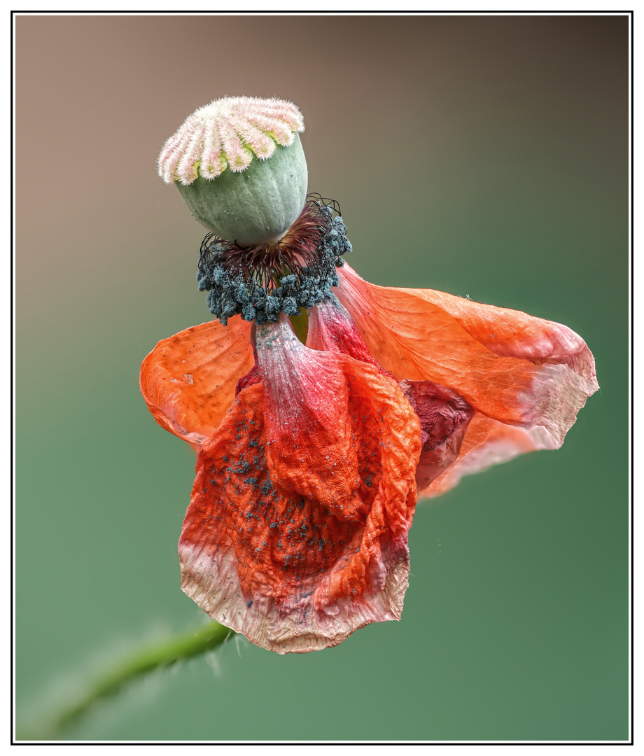 Mohn, flügellahm....