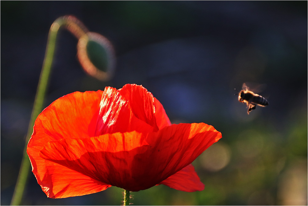 Mohn-Flug