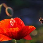 Mohn-Flug