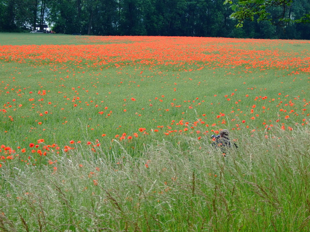 Mohn-Fotograf