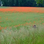 Mohn-Fotograf