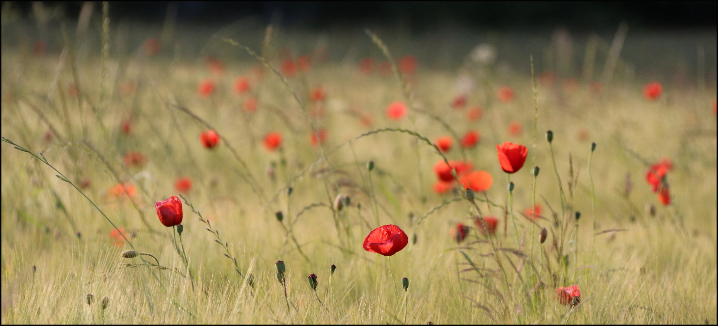 Mohn-Fries