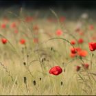 Mohn-Fries