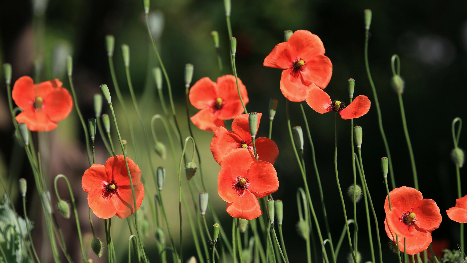 mohn front