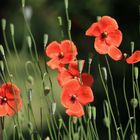 mohn front