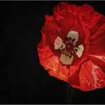 Mohn für Schweizer oder Dänen