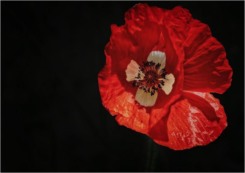 Mohn für Schweizer oder Dänen