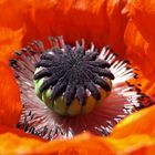 Mohn ganz nah