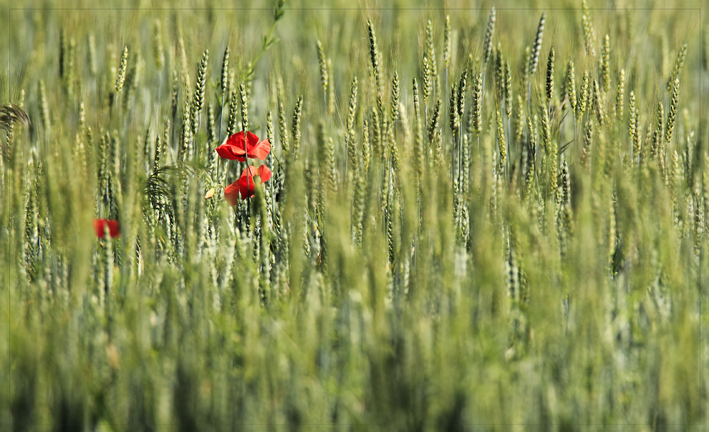 --Mohn ganz vom Gedreide umringt--