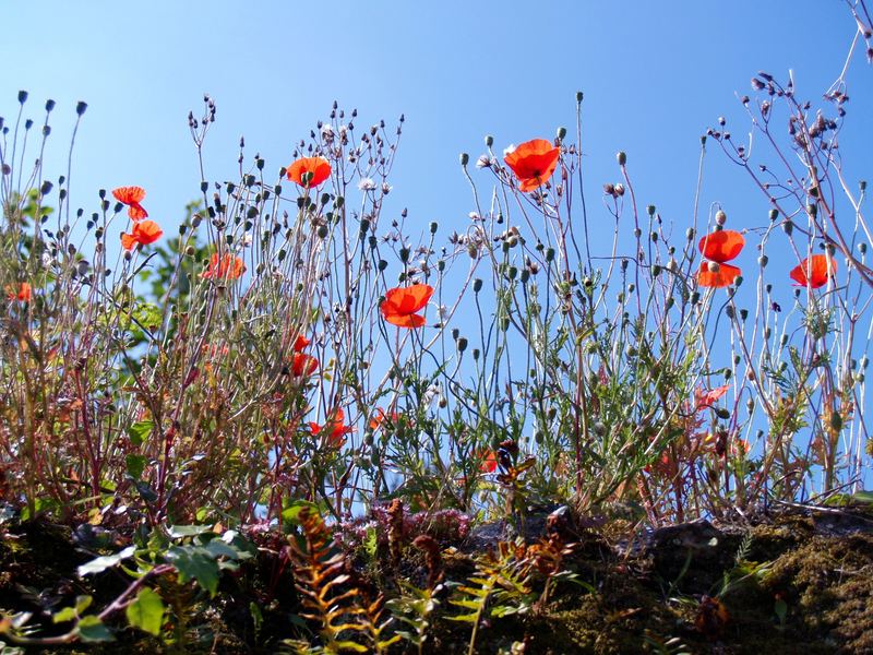 Mohn gegen blauen Himmel