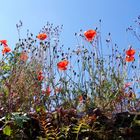 Mohn gegen blauen Himmel