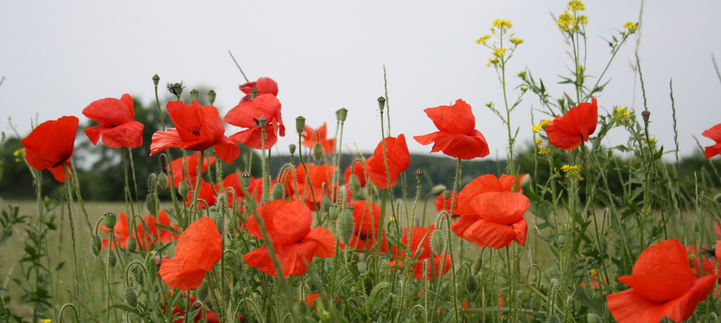 Mohn gehört zum Juni