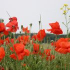 Mohn gehört zum Juni