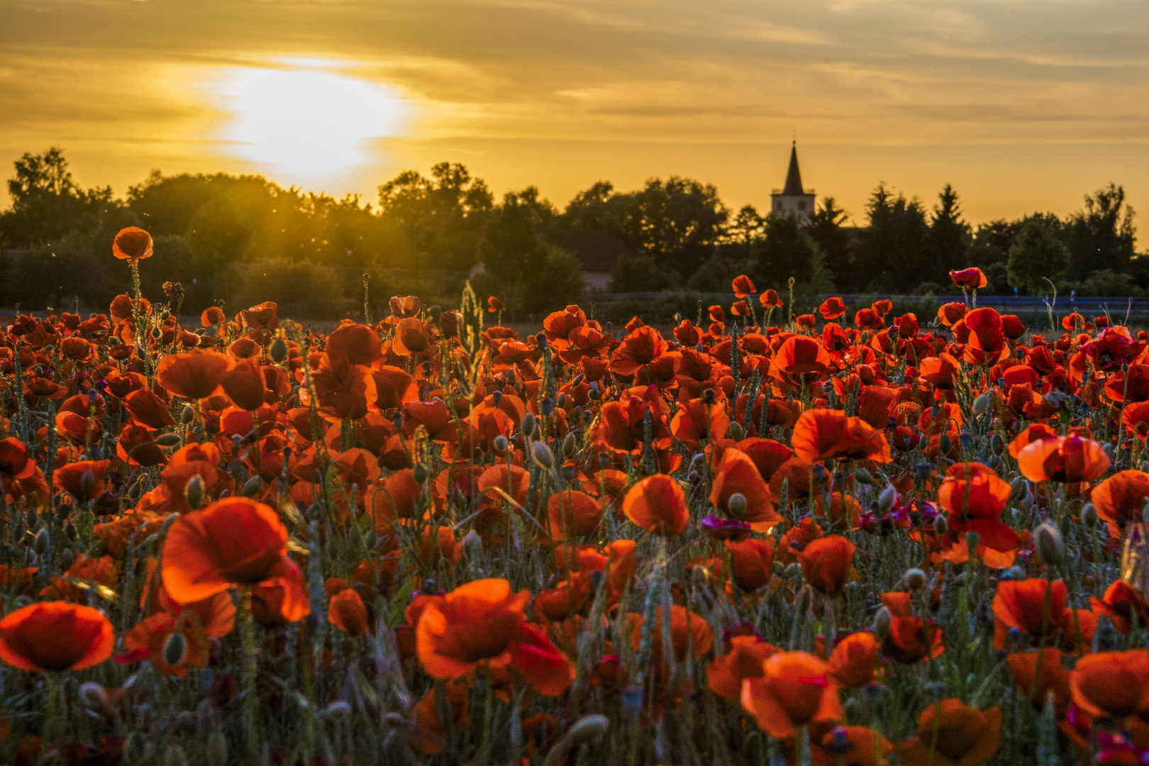 Mohn geht immer...