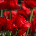 .... Mohn geknipst ...