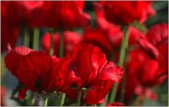 .... Mohn geknipst ...