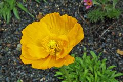 Mohn gelb