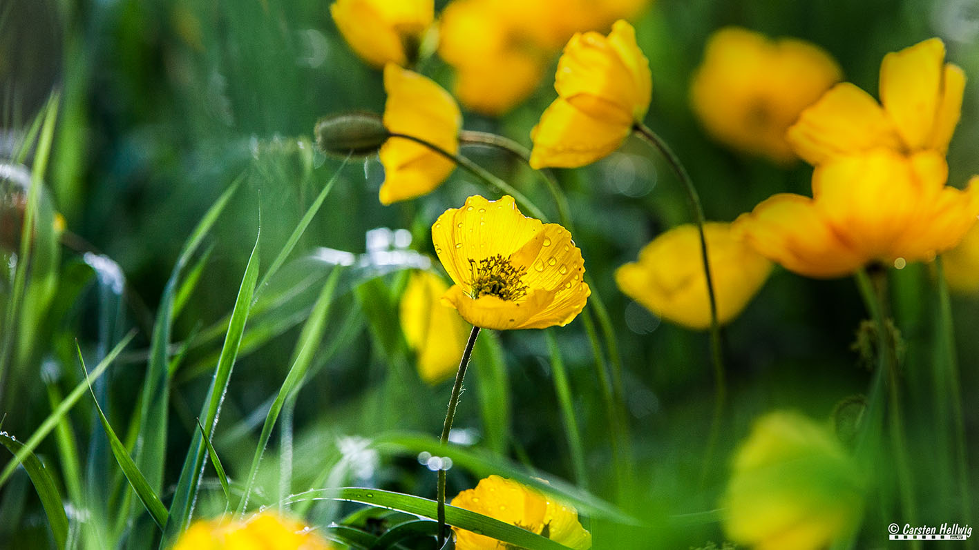 Mohn, gelb, isländisch