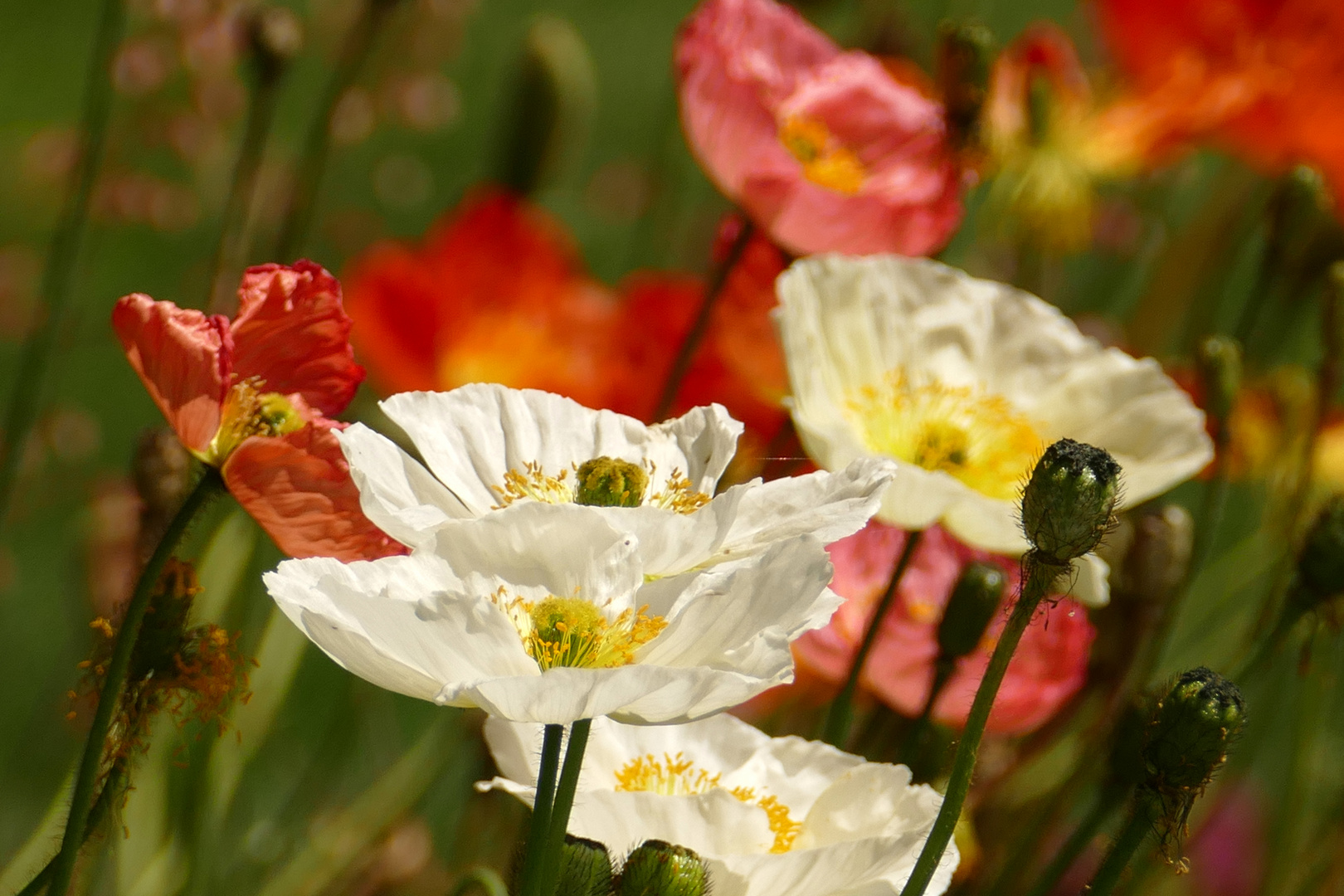 °°°° Mohn-Gemälde °°°°