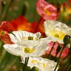 °°°° Mohn-Gemälde °°°°