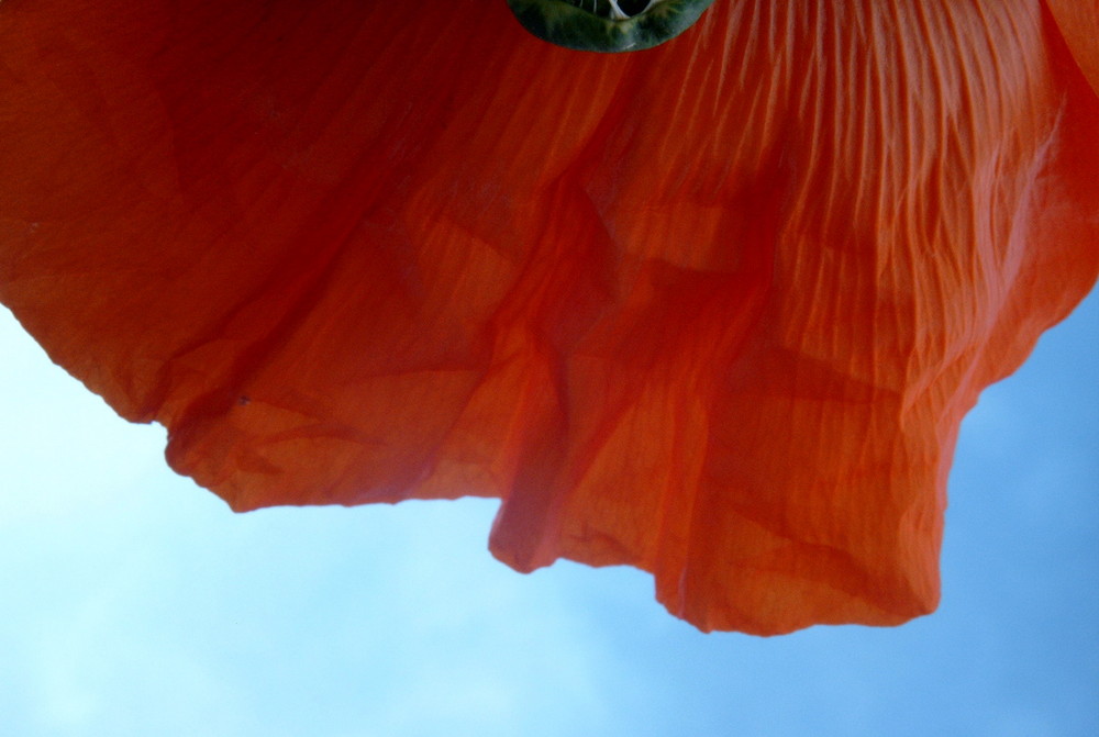 mohn gen himmel