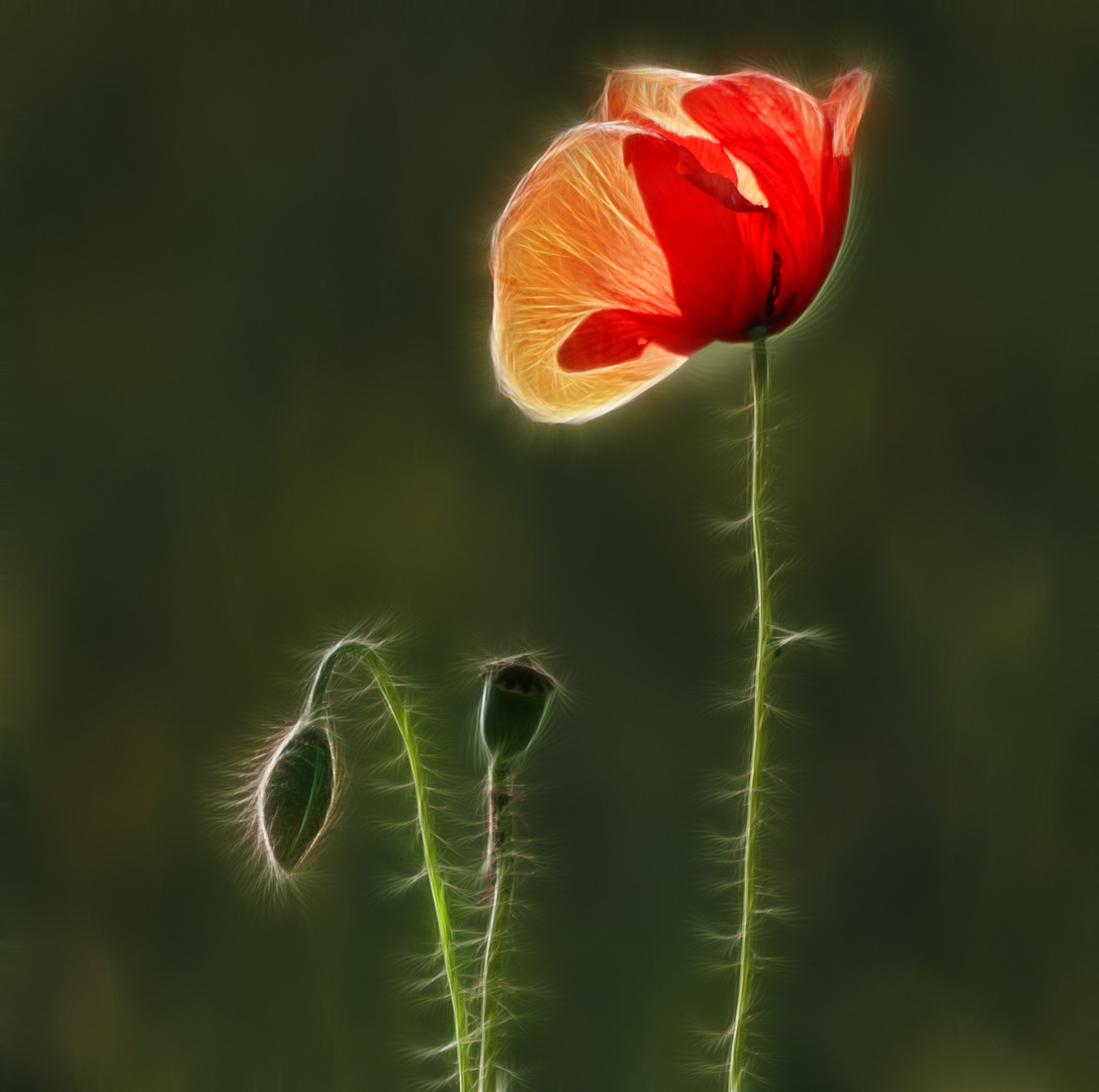 Mohn Generationen