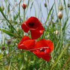 MOHN genießt Bergluft