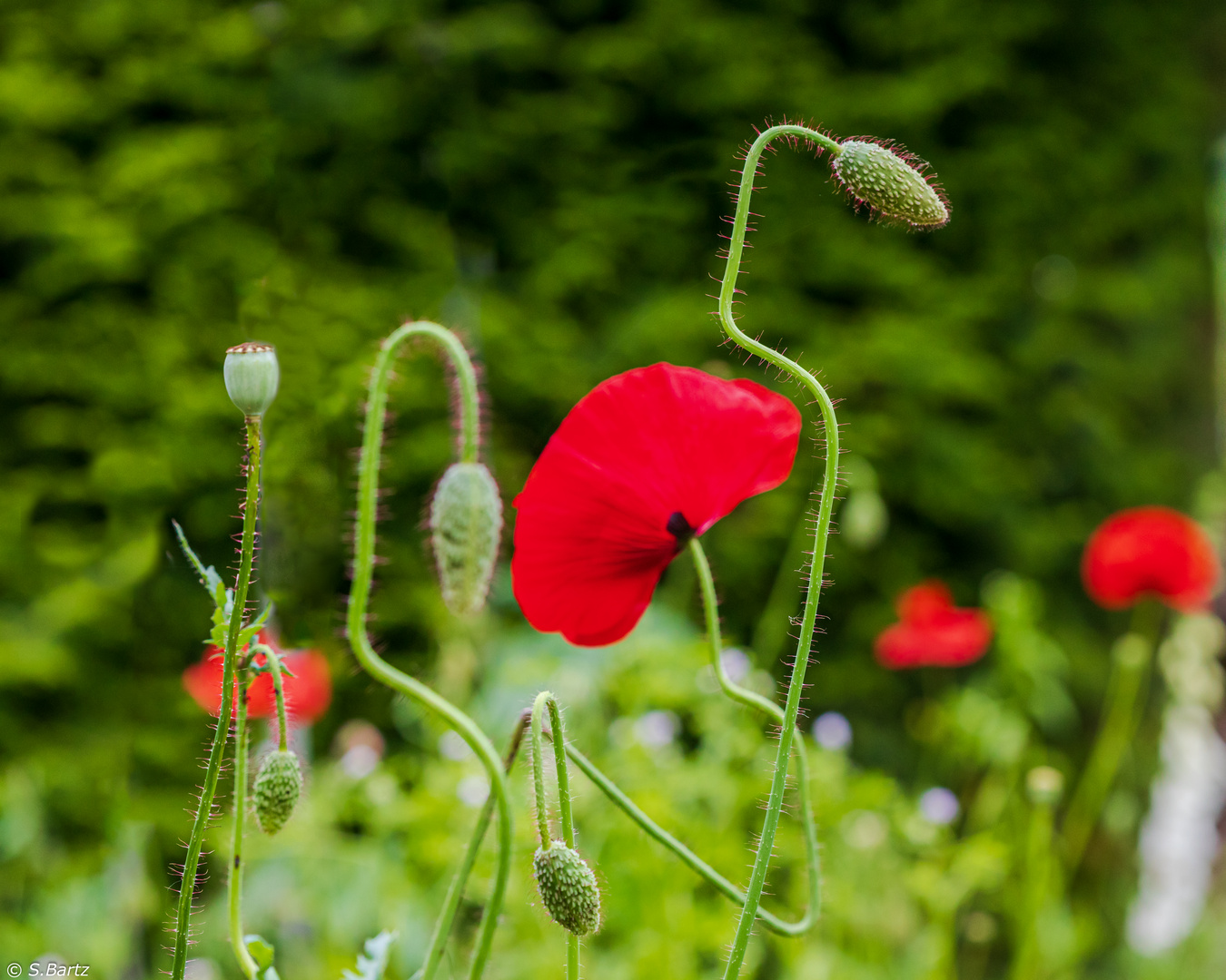 Mohn-Geometrie (1)