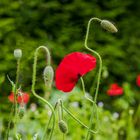 Mohn-Geometrie (1)