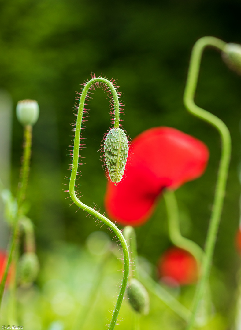 Mohn-Geometrie (3)