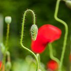 Mohn-Geometrie (3)