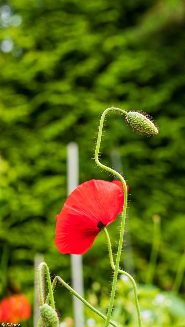 Mohn - Geometrie (4)