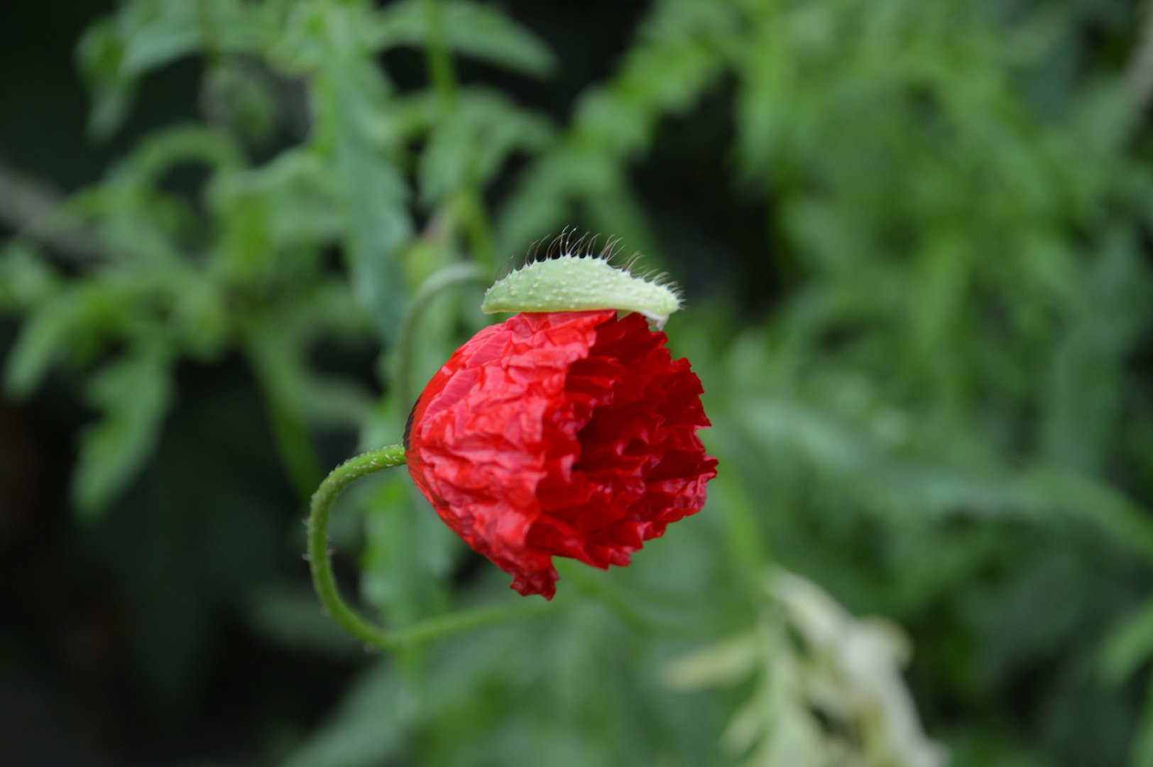 Mohn - gerade geboren