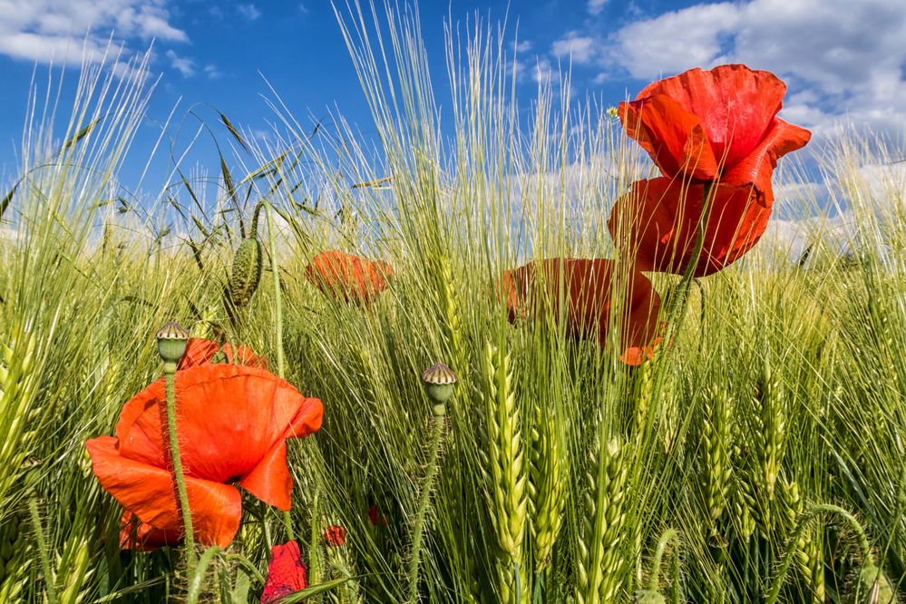 Mohn-Gerste