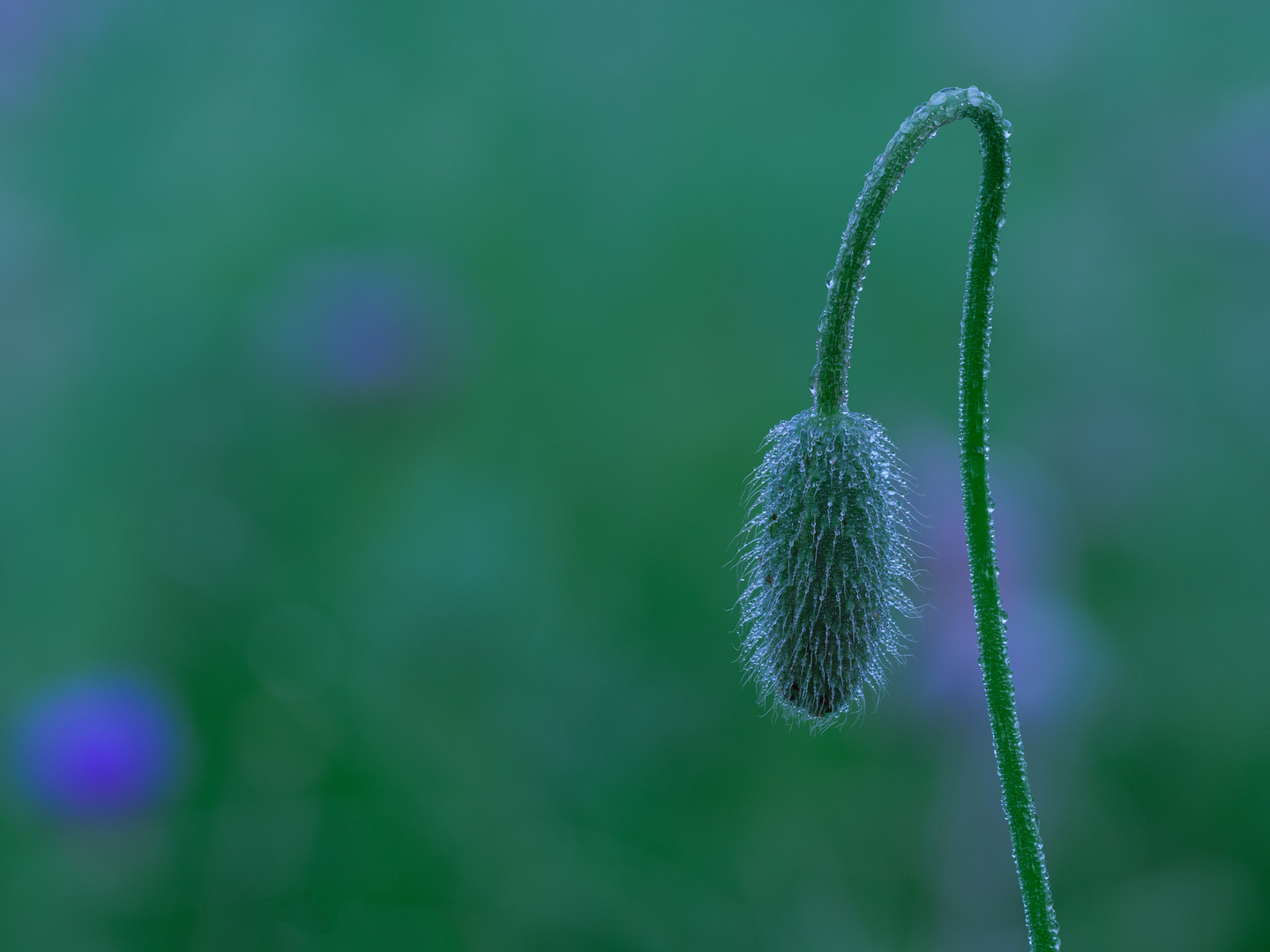 Mohn geschlossen!