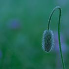 Mohn geschlossen!