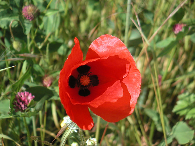 Mohn-Gesicht