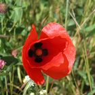 Mohn-Gesicht