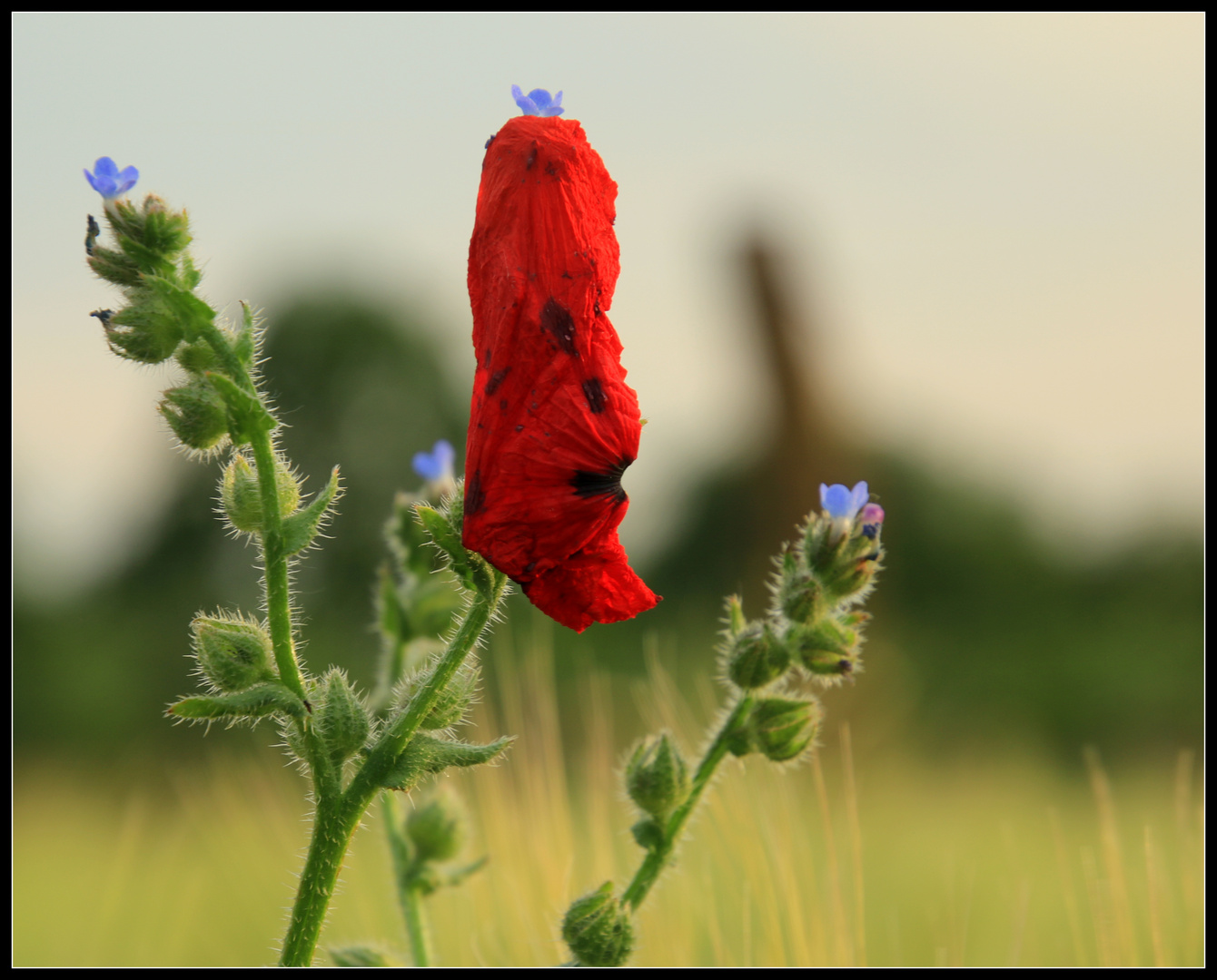 MOHN-Gesicht 